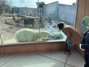 Polar Bear 1